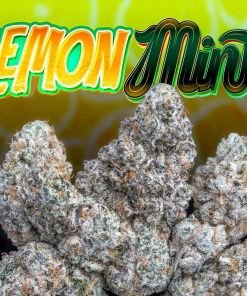 Jungle Boys Lemon Mints